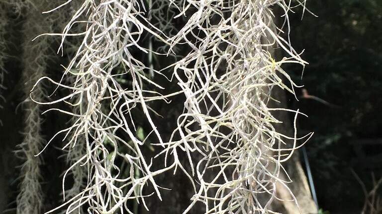 Coast Chronicles: Spanish moss is good for history and money