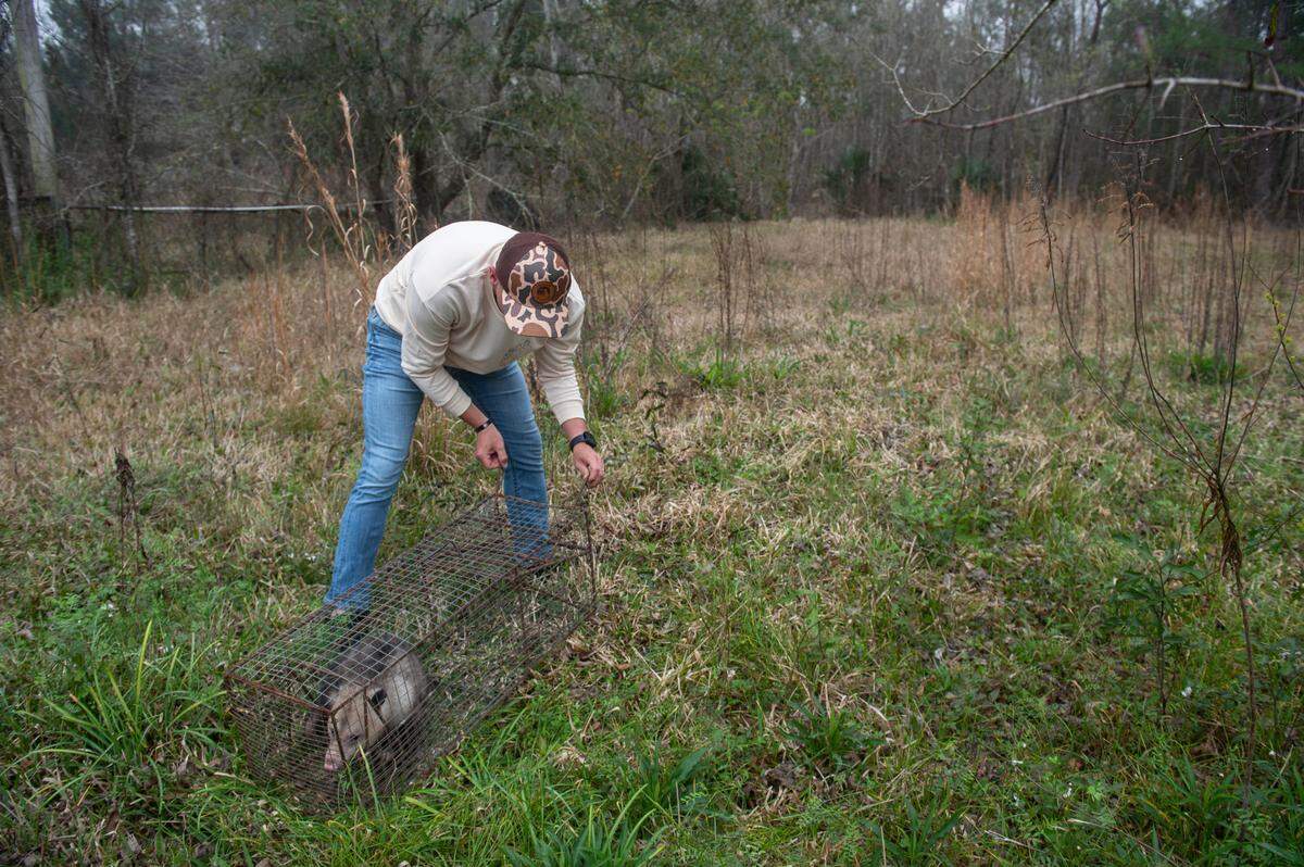Joshua Holland releases a possum that he trapped accidentally while trying to trap raccoons to be vaccinated for distemper at a property in Bay St. Louis on Friday, Feb. 24, 2023.