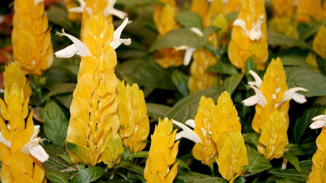 Gary Bachman: Shrimp plants are easily grown, bloom all summer 