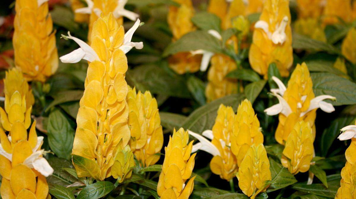 GARY BACHMAN/MISSISSIPPI STATE UNIVERSITY EXTENSIONThe yellow shrimp plant is easy to grow and will bloom all summer long. Plant and grow the plants where they can receive full morning sun but get some shade for protection from afternoon sunlight.
