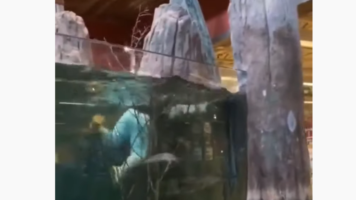 Police in Bossier City, Louisiana arrested Kevin Wise, 26, after he was caught on video taking a swim in the indoor aquarium at a Bass Pro Shop store last week.