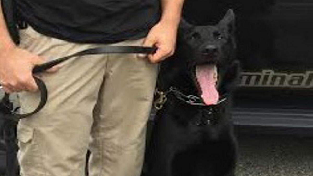 COURTESY OCEAN SPRINGS POLICE DEPARTMENTOcean Springs K9 Officer Chris Strong will work with Axel, a black German shepherd that finishes his training soon.