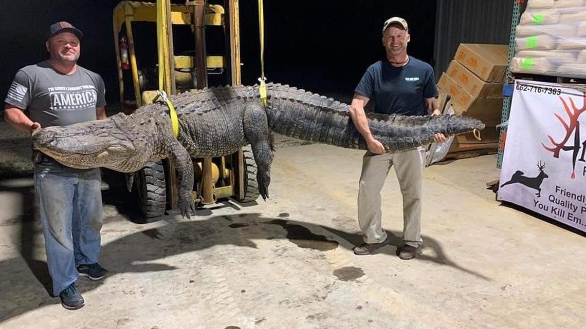 Alligator doubled in size: Is invasive fish fueling gator growth spurt in Mississippi?
