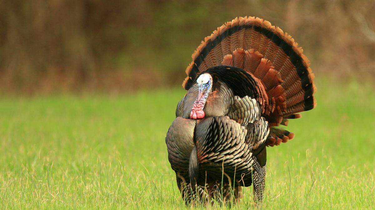 SUN HERALD/FILE 
 Turkey season will start Tuesday.