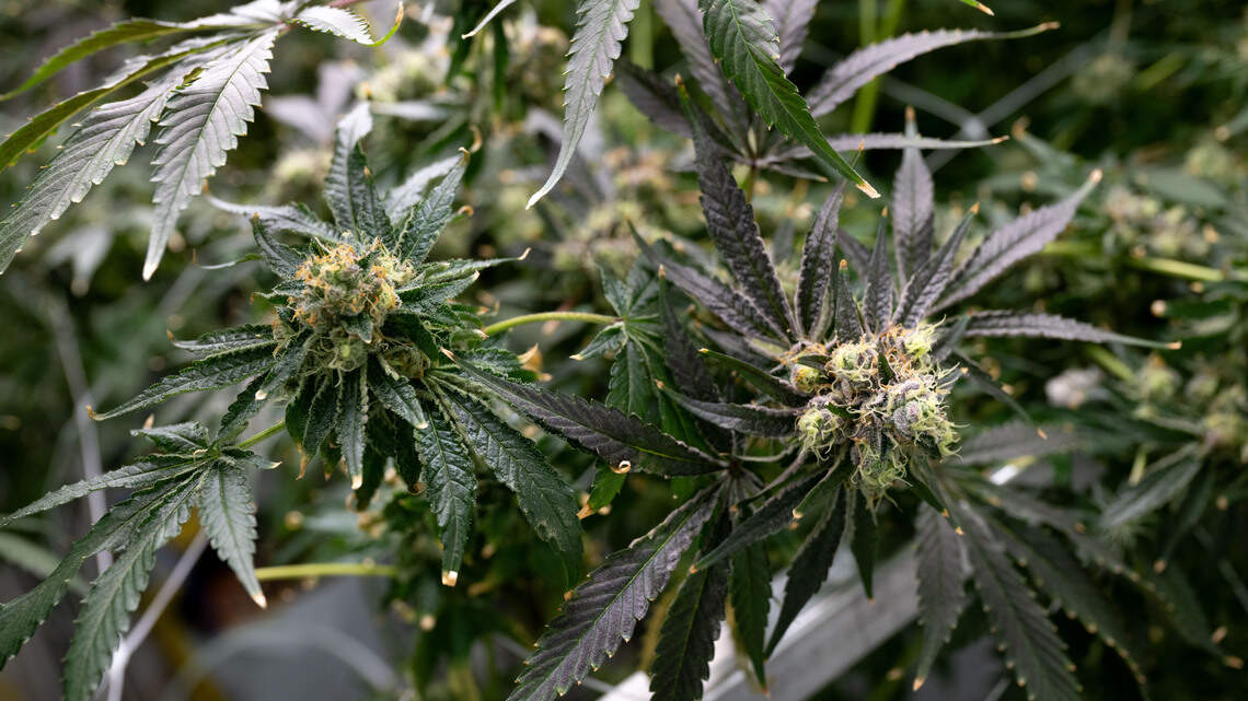 Getting in the weeds with the Mississippi Coast’s medical marijuana industry