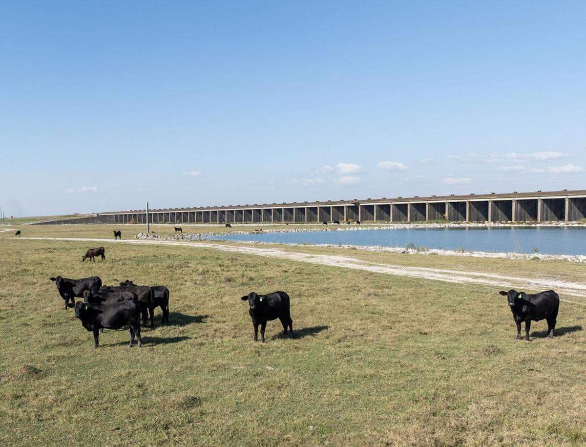 Cattle graze in a field next to the spillway on October 16, 2025, in Morganza, Louisiana.
