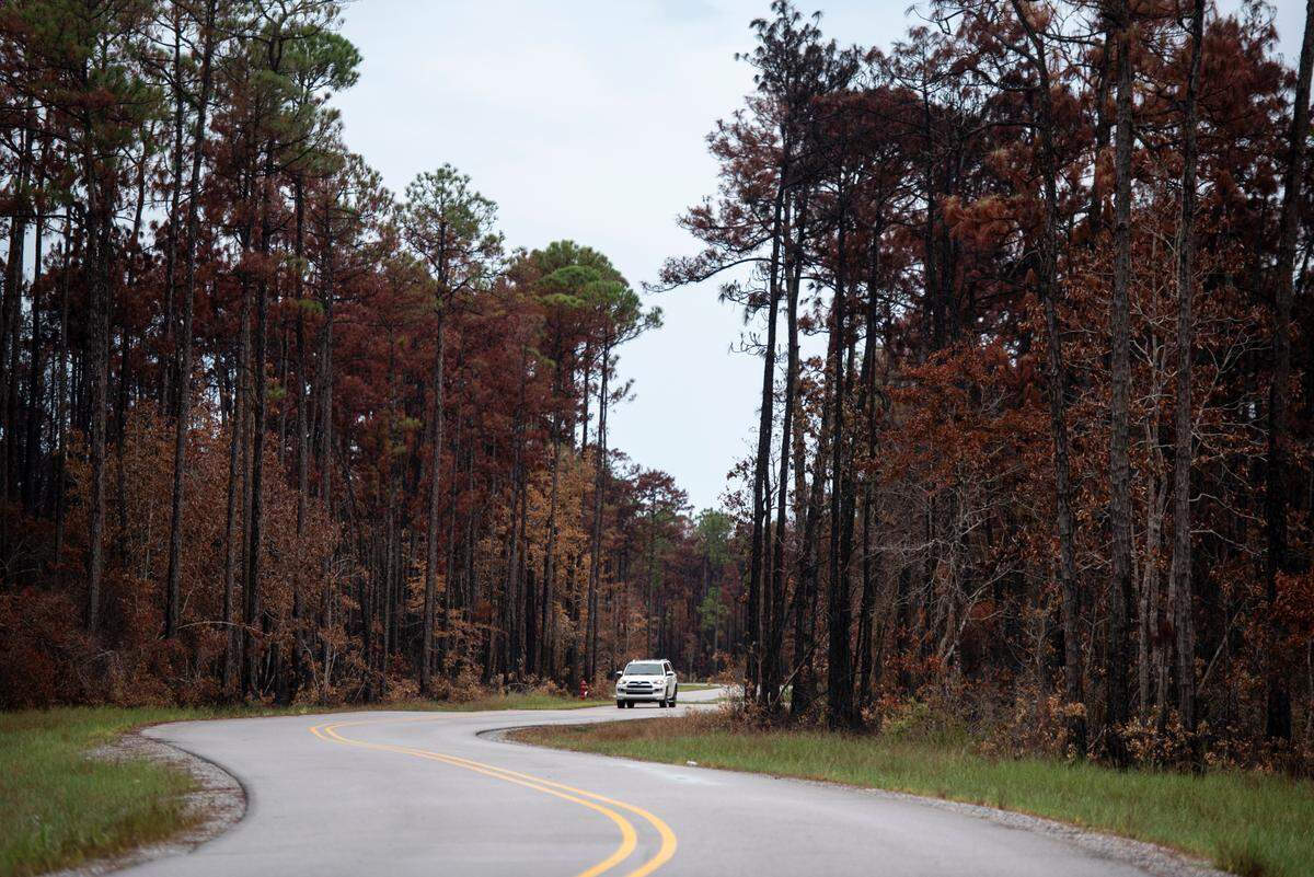 Burned trees line Bayou Talla Road in Jackson County on Friday, Aug. 30, 2024. A forest fire on Aug. 8 came very close to the nearby neighborhood of Talla Pointe.