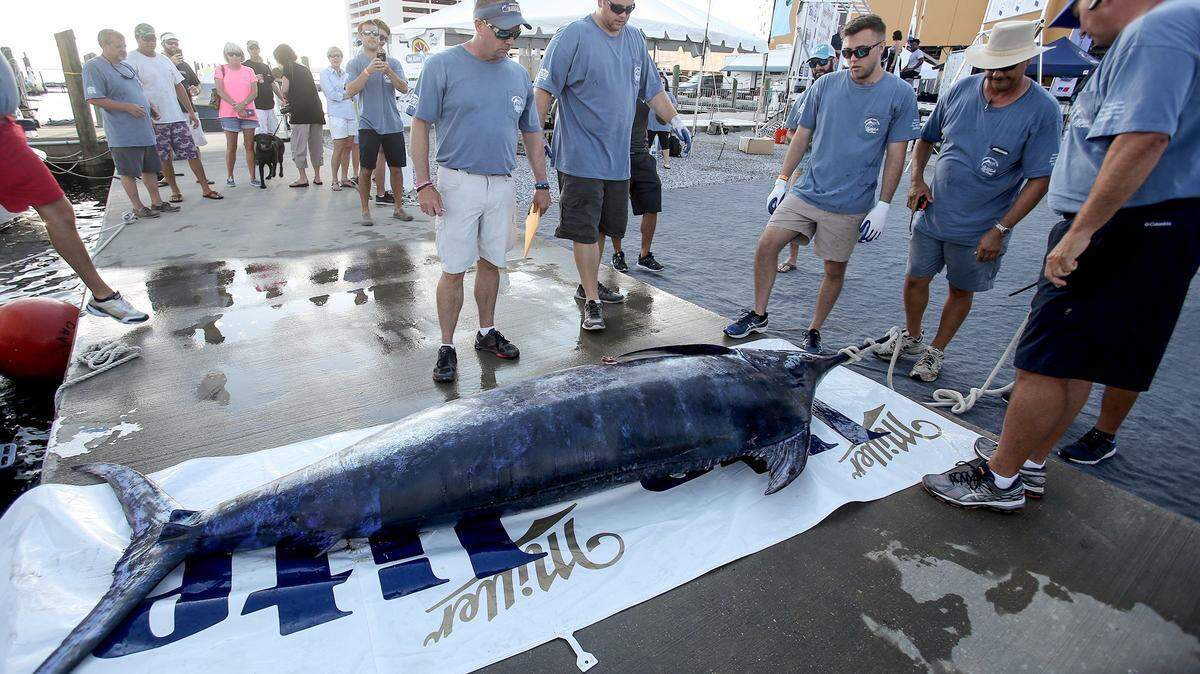 AMANDA McCOY/SUN HERALD 
 Mississippi Gulf Coast Billfish Classic crew work to unload a blue marlin from the Cotton Patch on Friday, June 10, 2016, in Biloxi. The marlin, caught by angler Clint Herring, weighed in at 633 pounds.