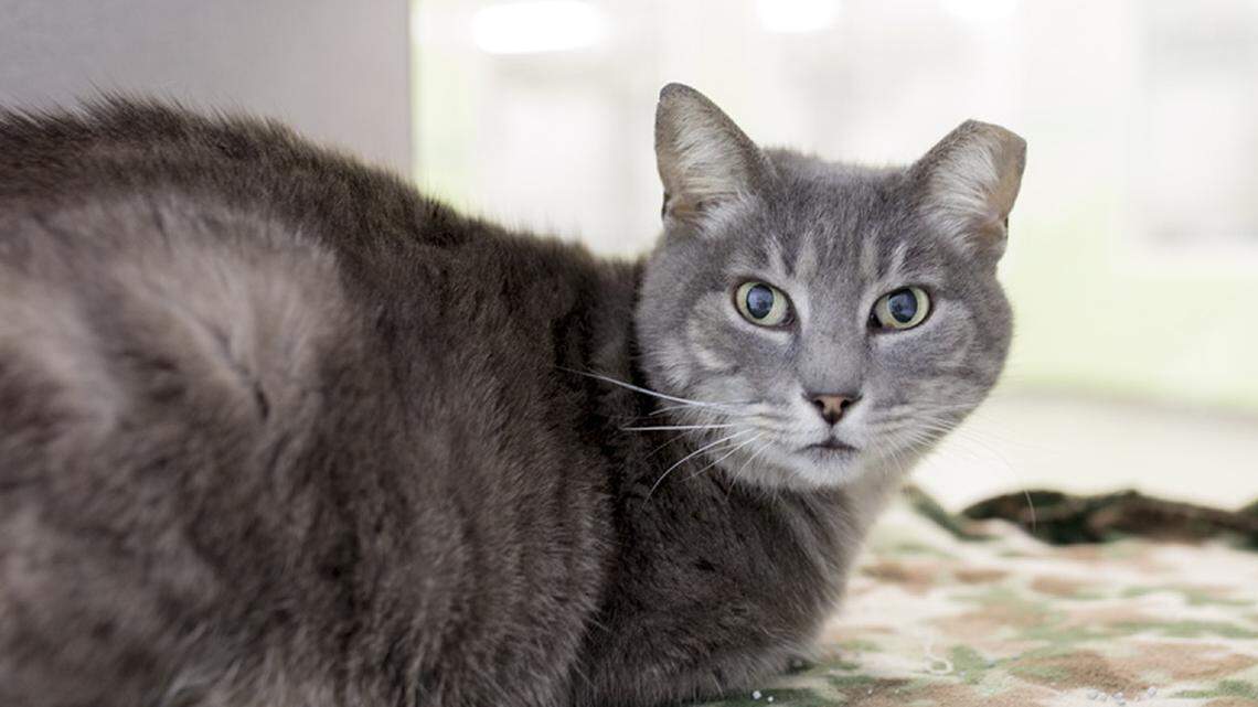 Pet of the week: Rue the cat