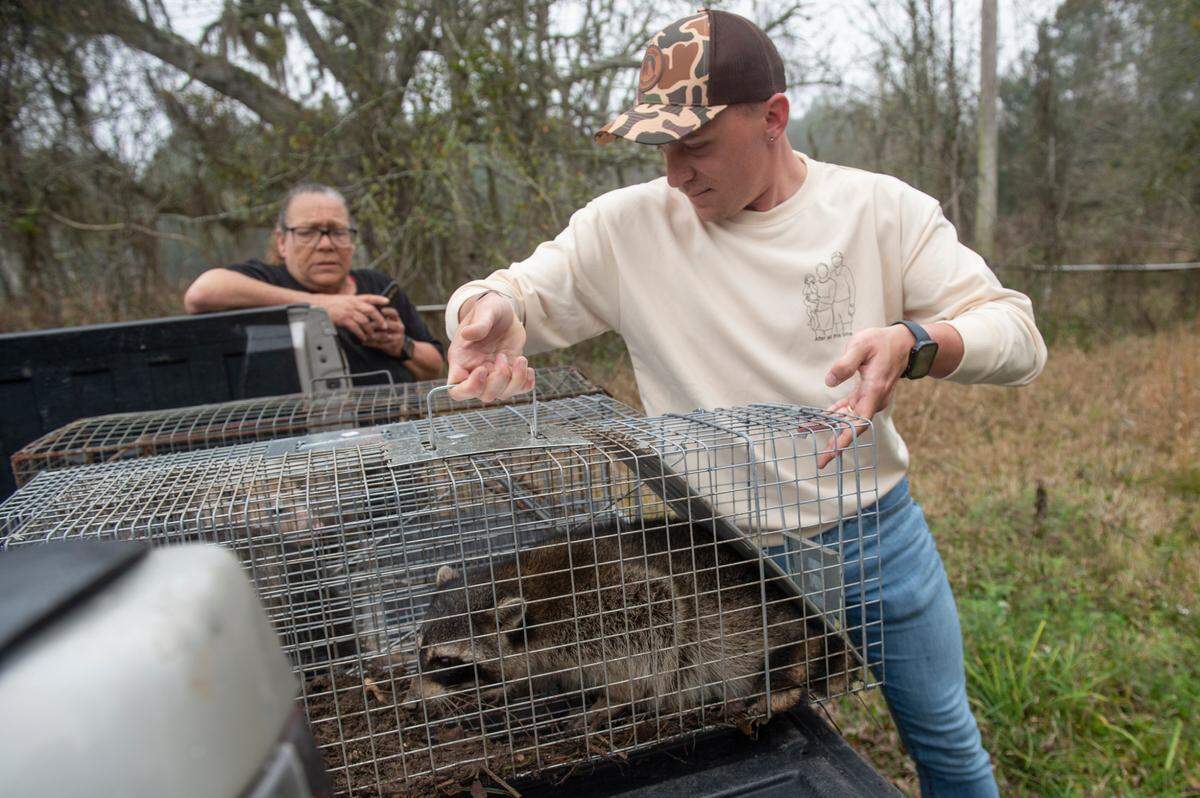 Joshua Holland, a Bay St. Louis police officer, and his mother, Lazanna Dahl, load traps with raccoons onto his pickup truck to be vaccinated for distemper at a property in Bay St. Louis on Friday, Feb. 24, 2023.