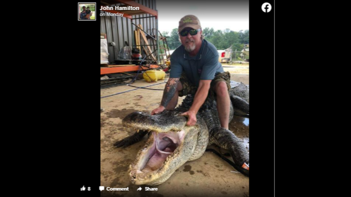 The discoveries were made earlier this month when hunter John Hamilton of White Oak, Miss., took the alligator to be processed at Red Antler Processing in Yazoo City.