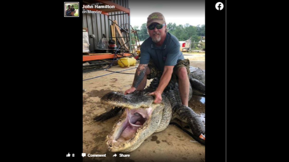 The discoveries were made earlier this month when hunter John Hamilton of White Oak, Miss., took the alligator to be processed at Red Antler Processing in Yazoo City.