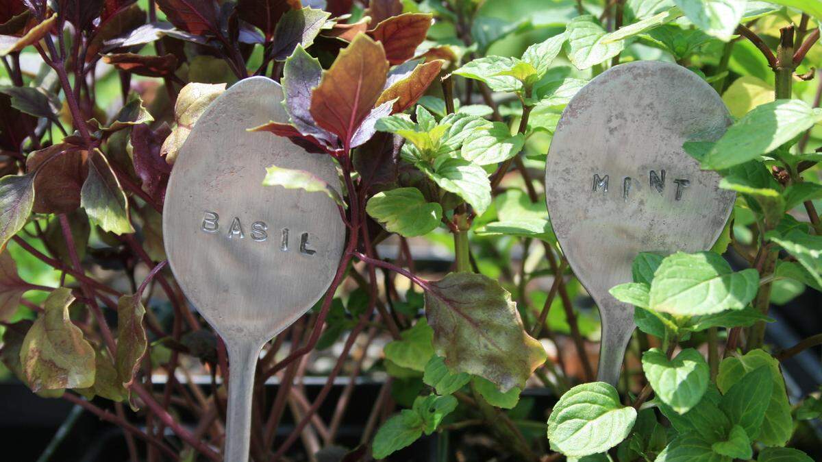 GARY BACHMAN/MISSISSIPPI STATE UNIVERSITY EXTENSIONFlatten old spoons to use as plant markers, and use letter punches to stencil in the plant name.