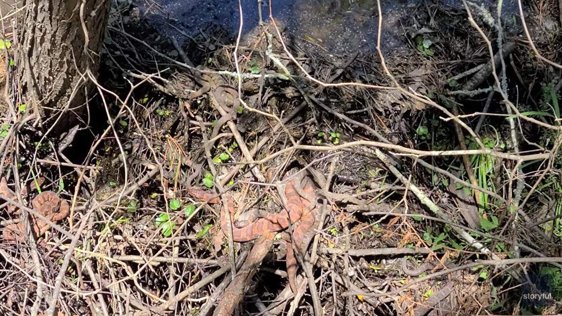 A jogger filmed the moment she and her husband came across nearly a dozen snakes intertwined on the branches below a popular nature trail in north Georgia.