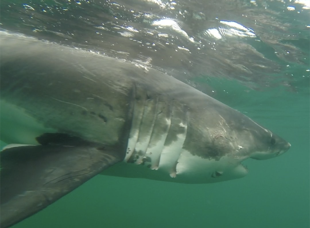 Ernst, a 1,009-pound great white shark, was spotted near the Mississippi-Alabama coastline in January 2026.
