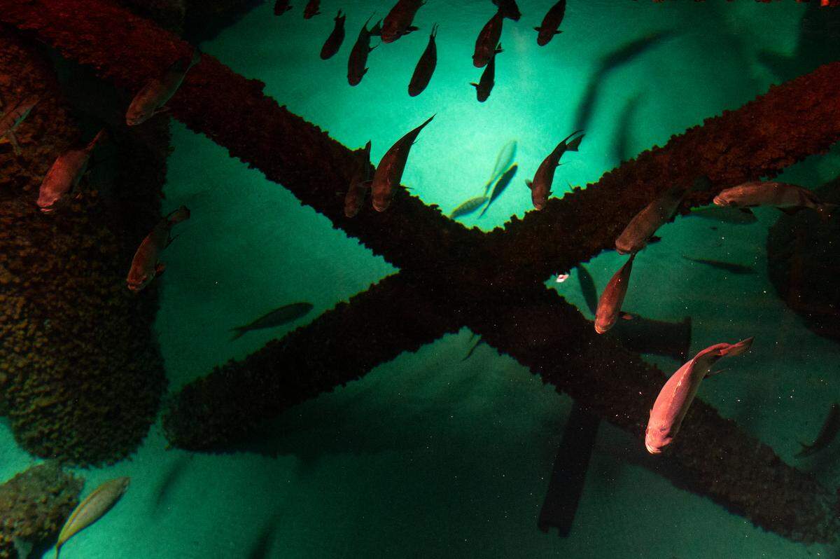 Fish swim in a tank resembling an underwater oil rig at the Audubon Aquarium in New Orleans on Tuesday, June 6, 2023. The tank is the largest at the aquarium, measuring 17 feet deep and holds 400,000 gallons of man-made saltwater.