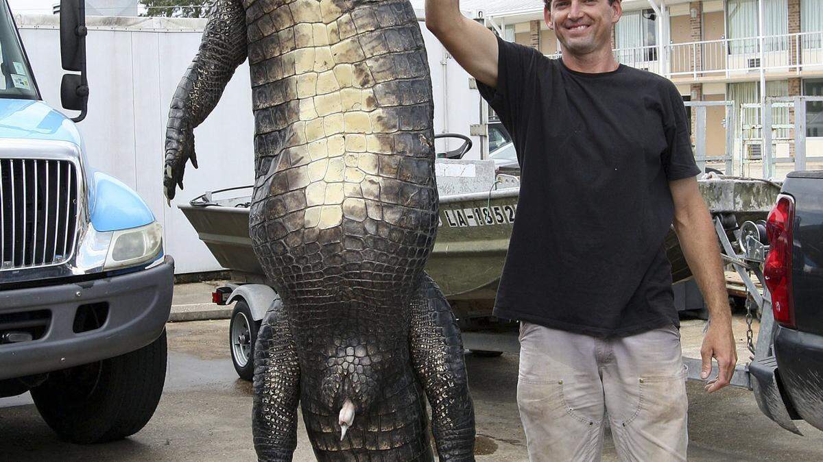 CHRIS HELLER/HOUMA DAILY COURIER/FILERob Neil shows off the 12-foot alligator he caught in Bourg, La., in 2012. Louisiana is taking bids from alligator hunters to work in 13 wildlife management areas.