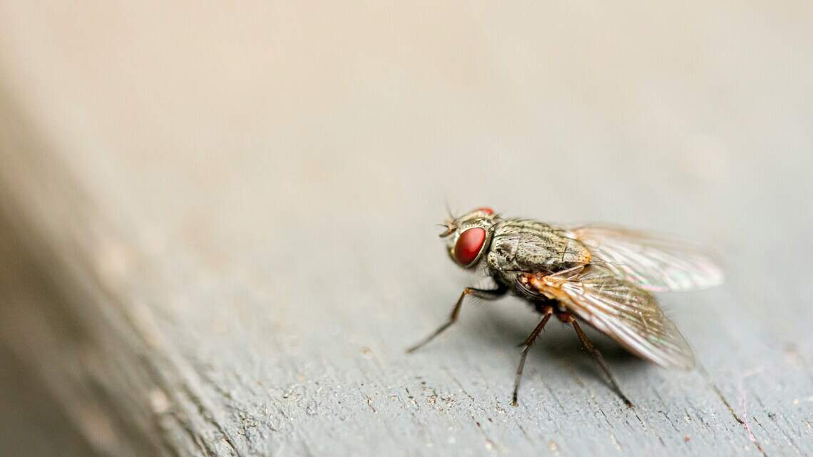 Flies are invading more South MS homes lately. Here’s why and how to keep them out