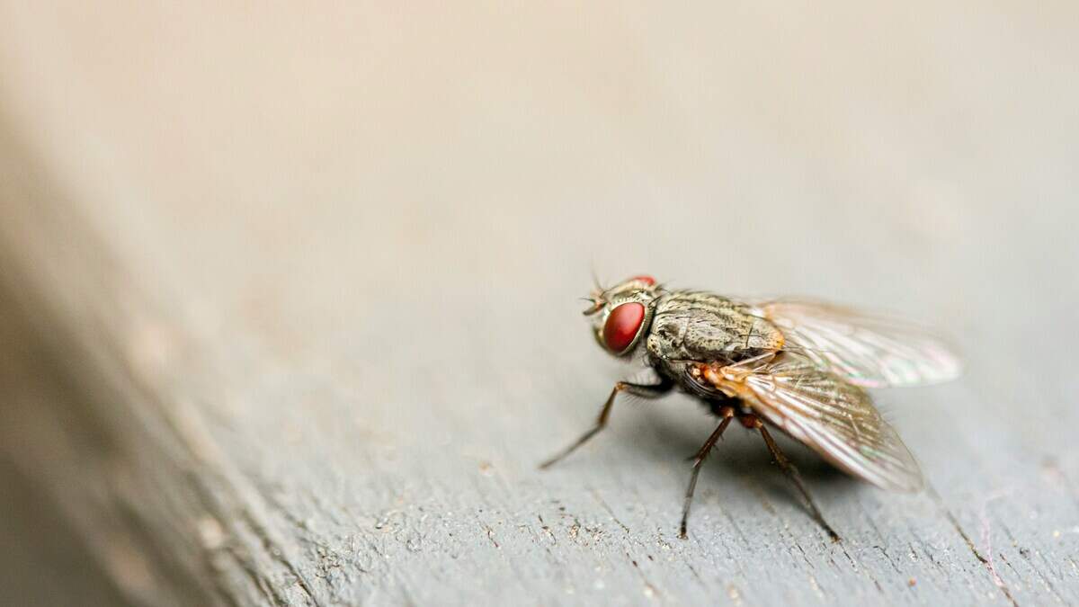 Fly activity increases during the summer months because of heat and humidity, experts said.