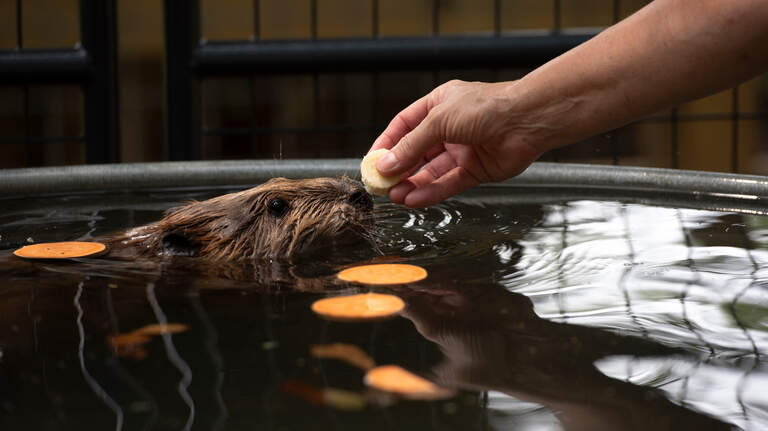 Are they a nuisance or key to our health? Coast scientist supports misunderstood species