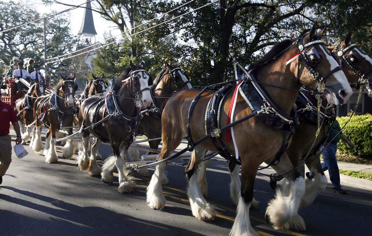The Anheuser-Busch Clydesdales make their way up Porter Street in Ocean Springs. The team of horses return to South Mississippi for Thunder Over the Sound Airshow April 29-30 and parades.