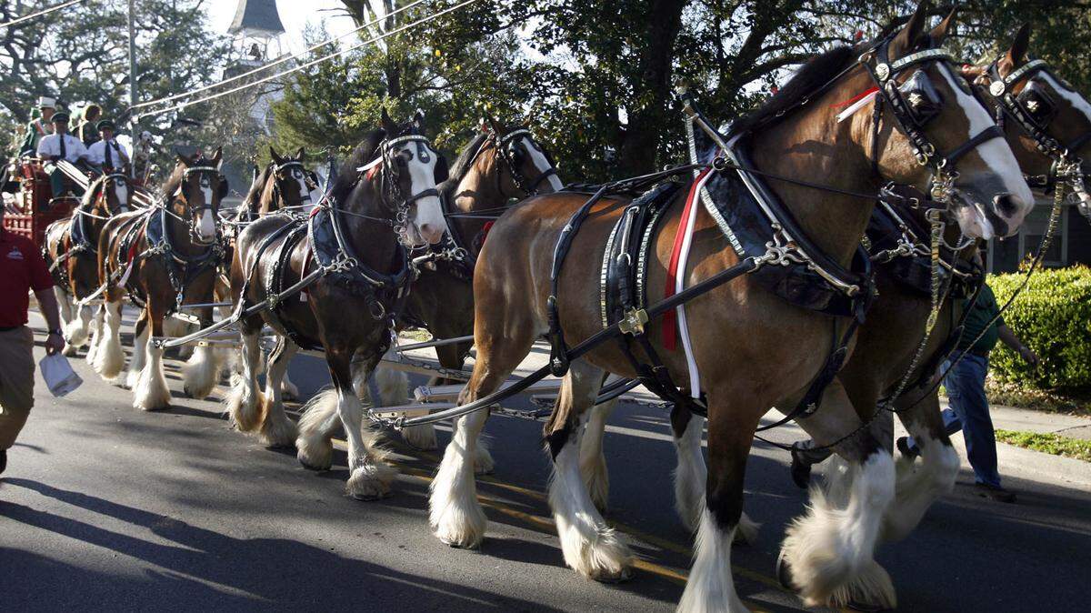 The Anheuser-Busch Clydesdales make their way up Porter St., during the Ocean Springs St. Patricks Day parade in 2011. The team of horses will return to the Coast in February on the way home from the Super Bowl..