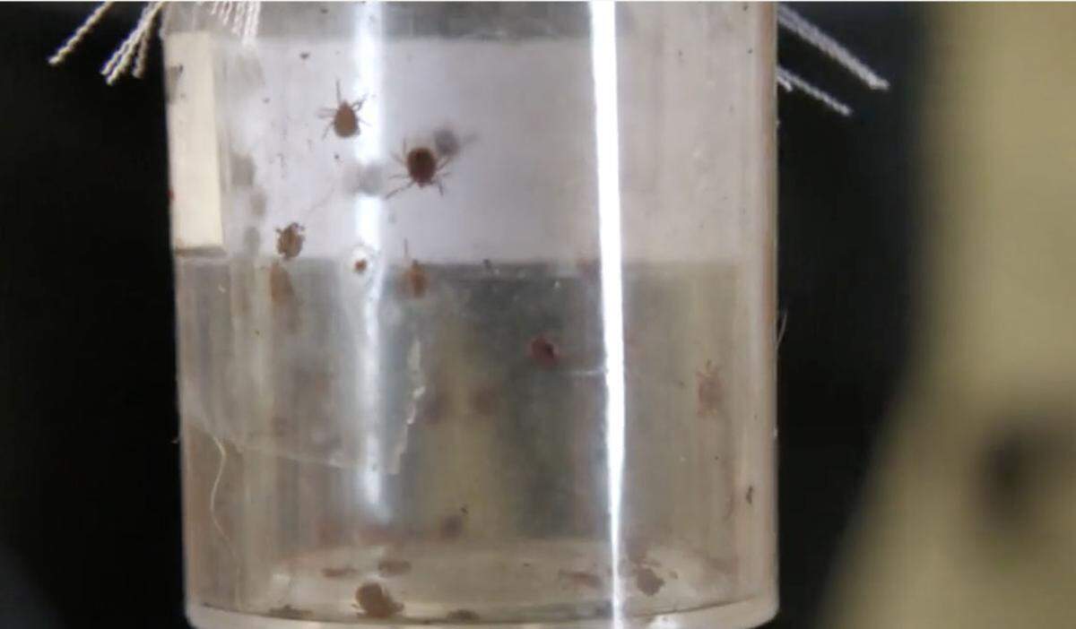 Dr. Shahid Karim showcases young long star ticks used in alpha-gal research at the University of Southern Mississippi.