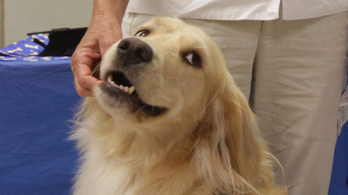 JOHN FITZHUGH/SUN HERALD/2012 
 Visiting Pet Teams of South Mississippi will be providing therapy dogs for University of Southern Mississippi students to help them cope with the stress of finals.