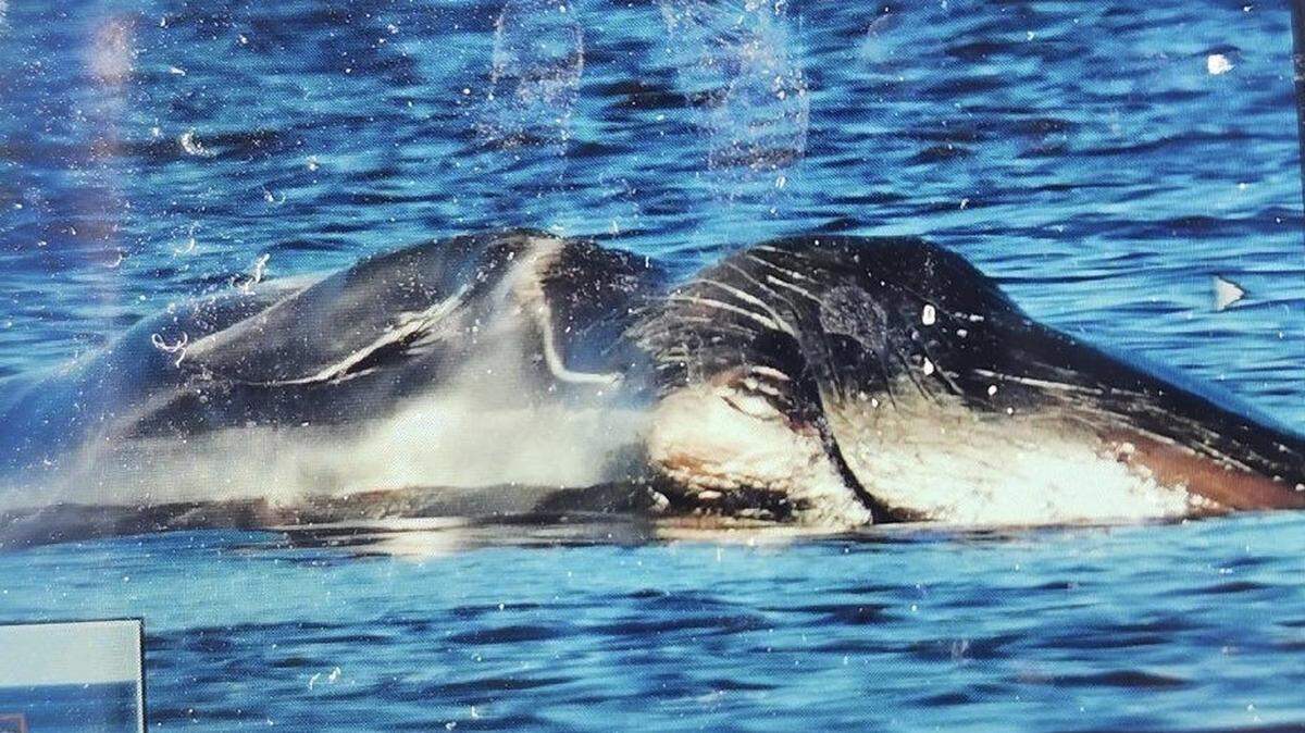 Part of a beached fin whale carcass was visible above the water line in Pass Christian, leading to its discovery.