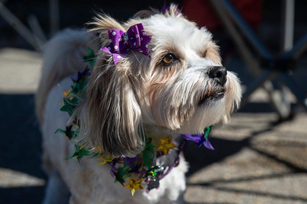 A dog named Tylee wears Mardi Gras colors during the Krewe of Nereids Mardi Gras parade on Highway 90 in Bay St. Louis on Sunday, Feb. 12, 2023.