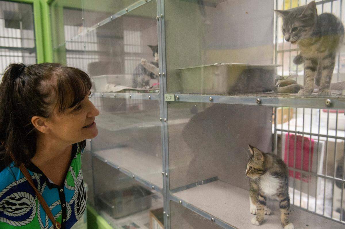 Lisa Lanata, of Pearlington, looks at a couple kittens up for adoption while looking for a dog for her friend to adopt at the Humane Society of South Mississippi in Gulfport on Thursday, July 7, 2022.