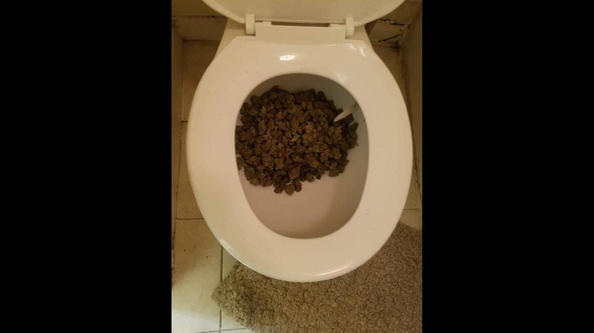 Two people tried to flush a large amount of drugs down the toilet during a police raid on Oct. 20, Georgia cops say.