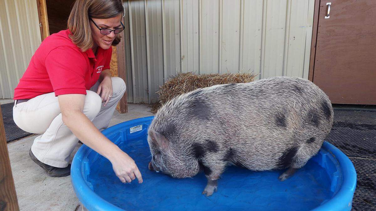 Tuscaloosa Metro Animal Shelter director Jennifer Earp plays with Wilbur, a potbelly pig, at the shelter Thursday, May 19, 2016 in Tuscaloosa, Ala. The animal shelter is seeking a home for Wilbur. The pig weighed about 20 pounds when he was brought to the Tuscaloosa shelter a few months ago and weighs more than 120 pounds now. (Michelle Lepianka Carter/The Tuscaloosa News via AP)