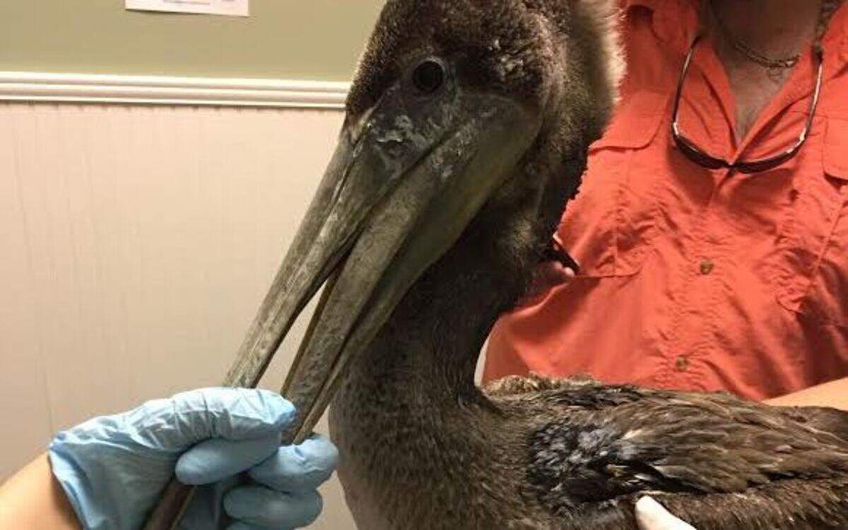 COURTESY WILD AT HEART RESCUEPete the Pelican is on the mend after getting a fishing lure caught in his beak.