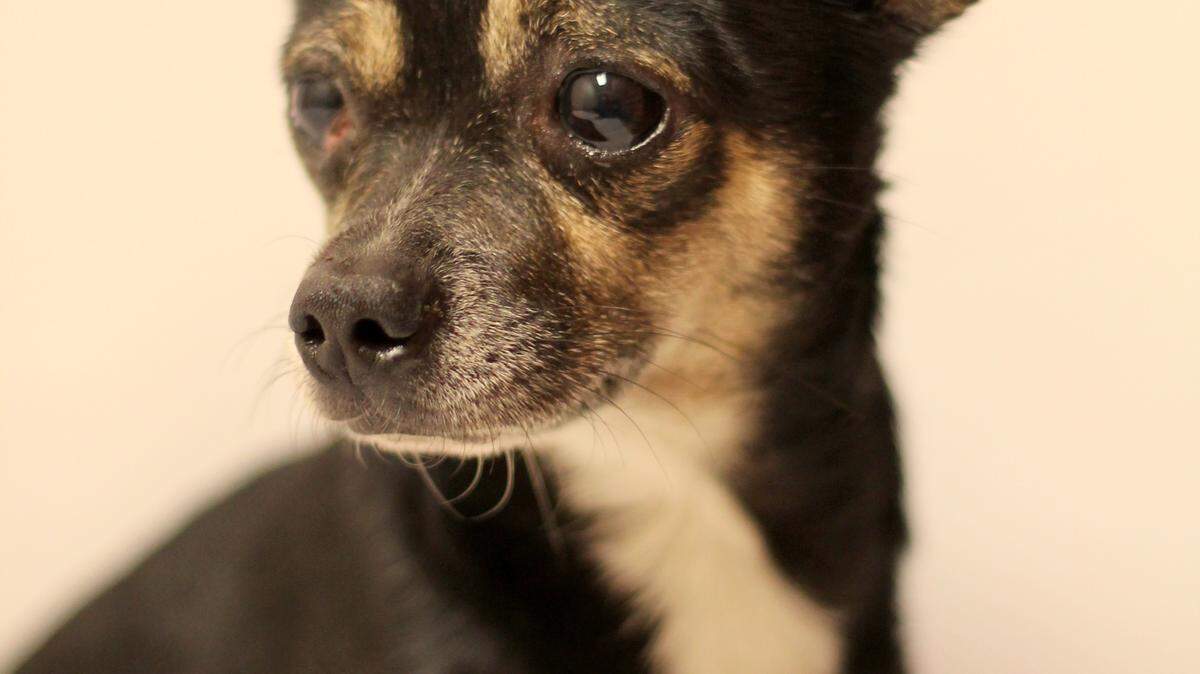 Chuckles (A30165382), a black-and-tan 5-year-old male Chihuahua, is the featured pet of the day for the Humane Society of South Mississippi, 2615 U.S. 49, Gulfport. He weighs 6.7 pounds and is heartworm negative. Chuckles was a stray before he was brought to HSSM. For details about adopting a pet, call 863-3354 or check out hssm.org. All animals adopted through HSSM are spayed/neutered, given shots and are microchipped. Other pets are also available at the Hancock County Animal Shelter, 7175 Texas Flat Road, Kiln, 466-4516, or the Jackson County Animal Shelter, 4400 Audubon Drive, Gautier, 497-6350. Contact each shelter for adoption fees.