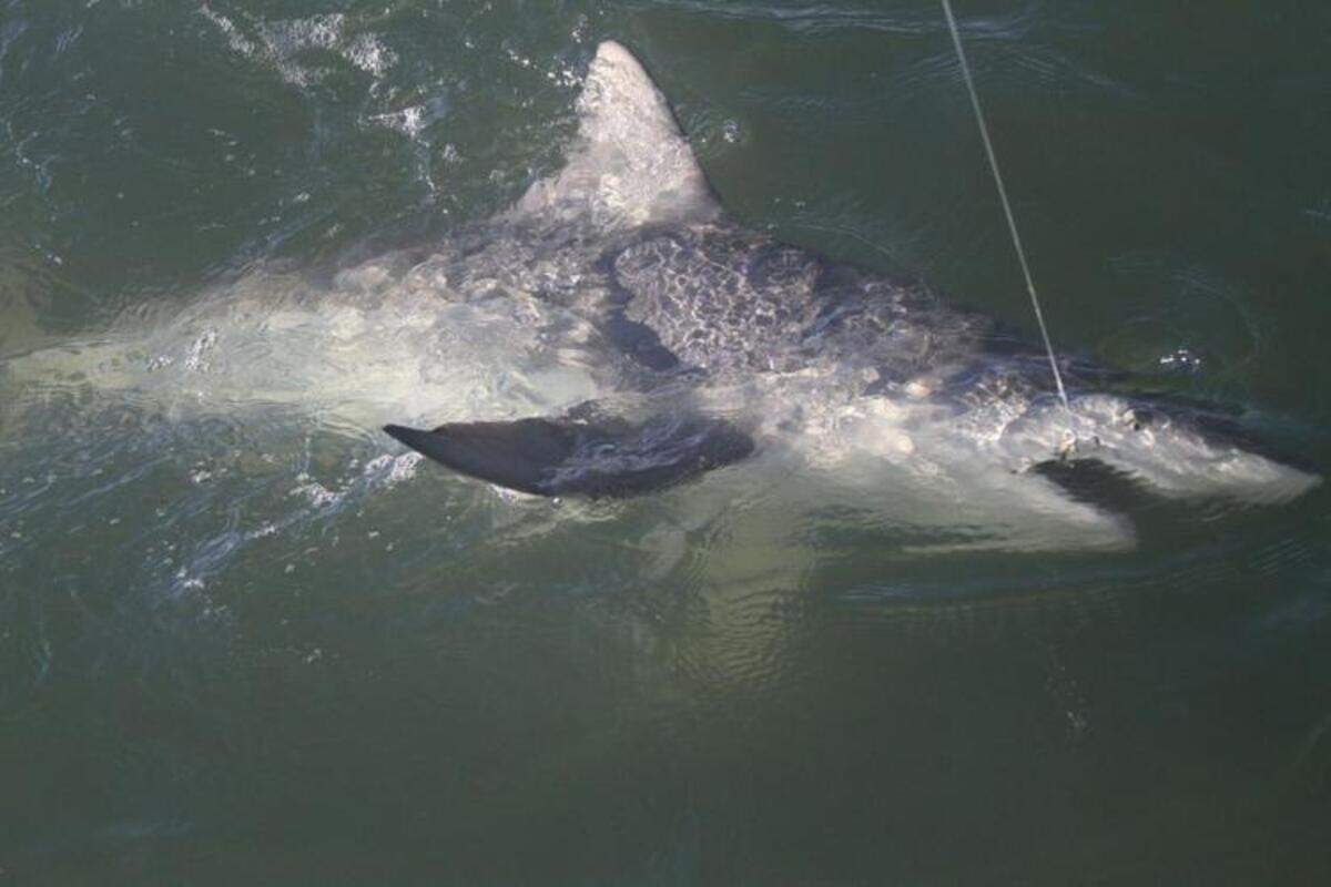 A blacktip shark is caught and fitted with satellite tags to track and document survival rates.