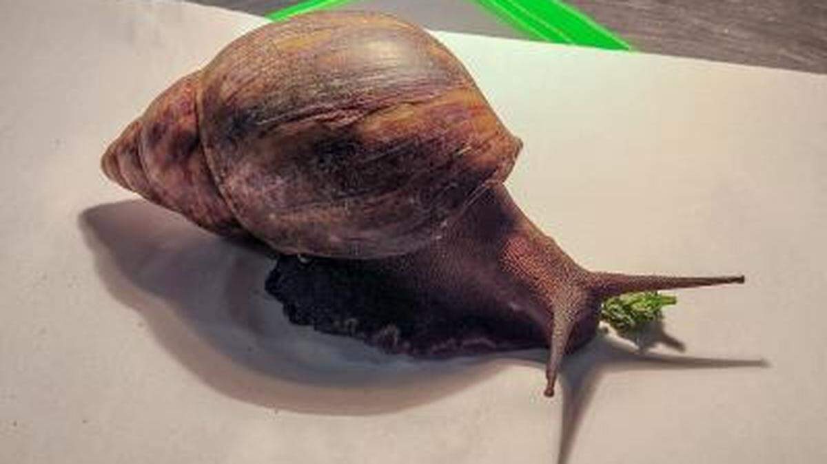 Customs and Border Protection agents were alerted to a live Giant African Snail in a traveler’s suitcase at Hartsfield-Jackson Atlanta International Airport on Nov. 8, the agency said.