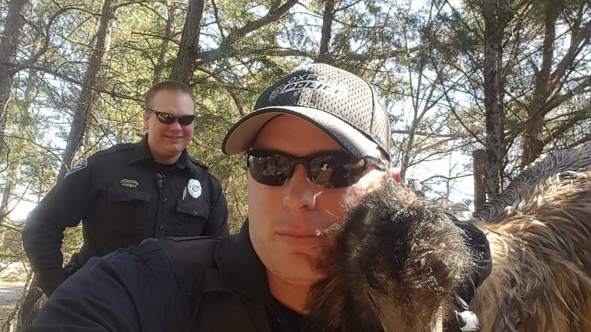 CODY PRUITT/OXFORD POLICE DEPARTMENT 
 Officer Cody Pruitt with the Oxford Police Department poses with an emu that had evaded police for several days until it got caught in a barbed wire fence.