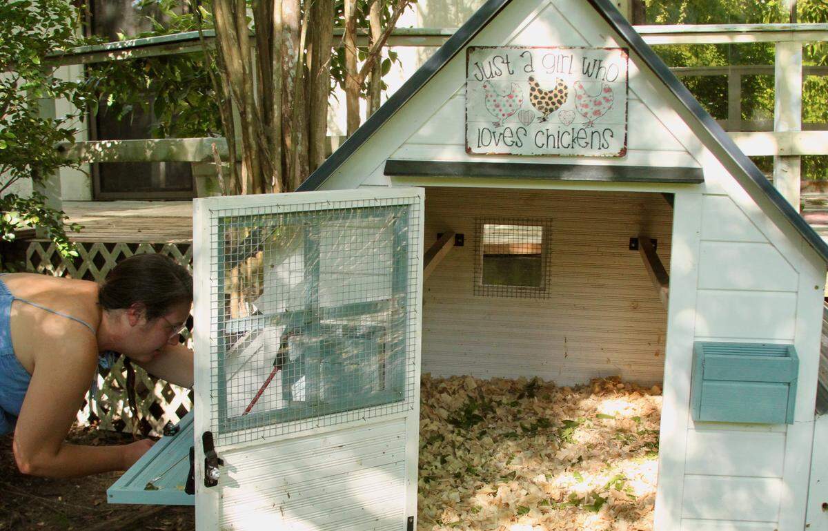 Jamie Stebly checks the chicken coop that she keeps tidy, adding fresh basil, a tasty treat that also has health and insect-repellent benefits for her hens.