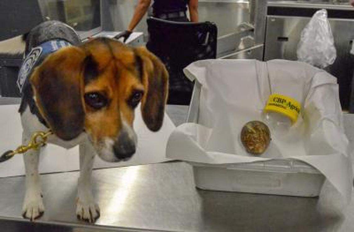 A beagle sniffed out the giant gastropod during a security screening at Atlanta’s airport on Nov. 8, Customs and Border Protection Officials said.