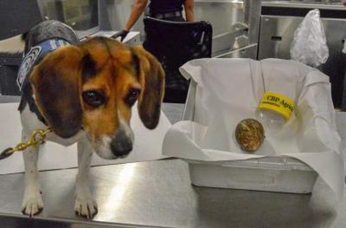 A beagle sniffed out the giant gastropod during a security screening at Atlanta’s airport on Nov. 8, Customs and Border Protection Officials said.