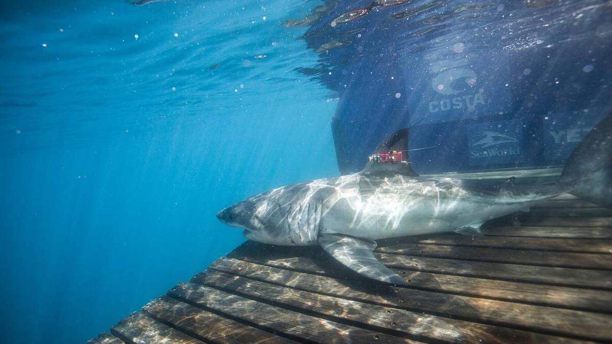 The nonprofit OCEARCH reports Crystal was located just after 11 p.m. on Tuesday, Dec. 10, along the Continental Shelf, tracking shows.