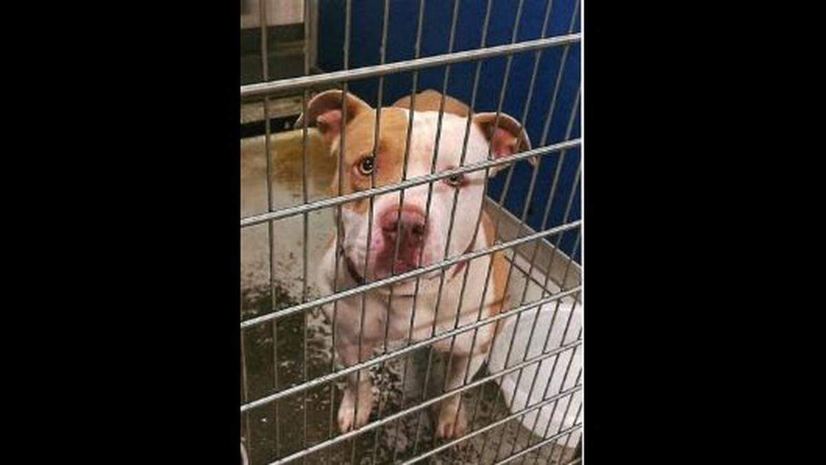 Diesel, a white and tan pitt bull, was ordered euthanized because of repeated attacks on dogs and people in Hancock County.
