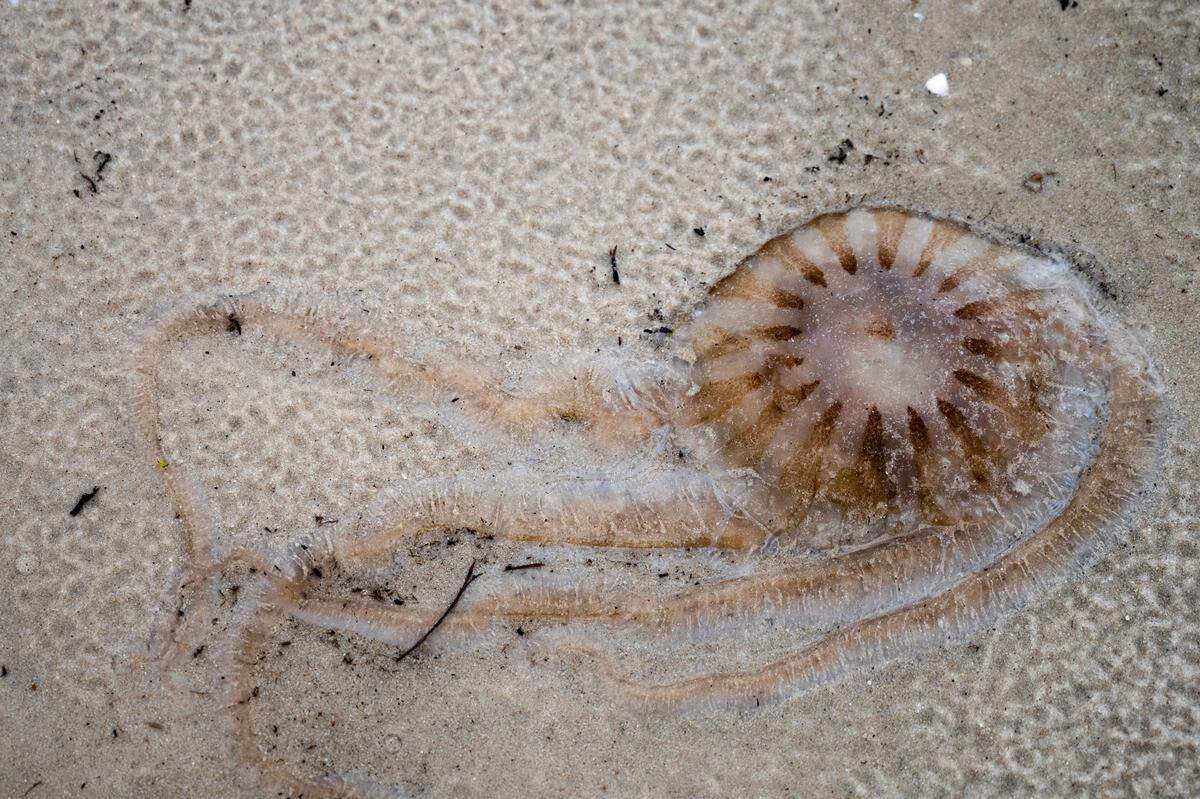 Jellyfish that have washed ashore are still capable of stinging. Pictured, dozens of jellyfish washed up onto the shore of Front Beach in Ocean Springs on Tuesday, Sept. 15, 2020.