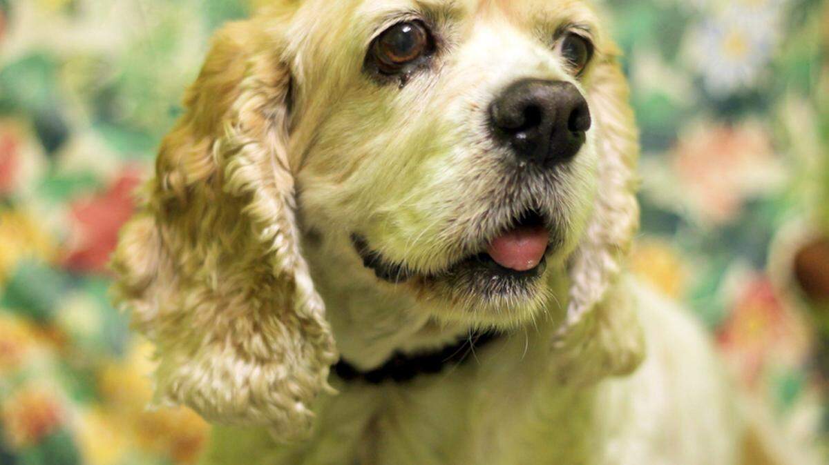 Janie (ID#A30015867), a blonde 9-year-old female American cocker spaniel/mix, is the featured pet of the week for the Humane Society of South Mississippi, 2615 U.S. 49, Gulfport. Janie was brought to the shelter as abandoned by animal control. She is heartworm positive but her treatment is sponsored through Roxy's Fund. For details about adopting a pet, call 863-3354 or check out hssm.org. All animals adopted through HSSM are spayed/neutered, given shots and are microchipped. Other pets are also available at the Hancock County Animal Shelter, 7175 Texas Flat Road, Kiln, 466-4516, or the Jackson County Animal Shelter, 4400 Audubon Drive, Gautier, 497-6350. Contact each shelter for adoption fees.
