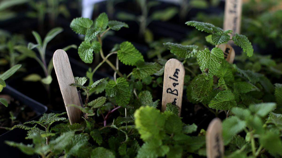 AMANDA McCOY/SUN HERALDThere are numerous local fresh produce and products, such as these herbs, at area farmers markets. The Long Beach Farmers Market will be open at 8:30 a.m. Saturday.
