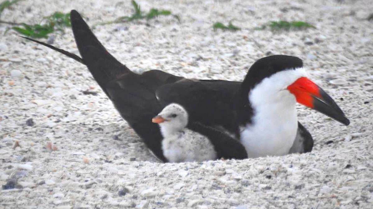 MARC R. MASFERRE BRADENTON HERALD/FILE