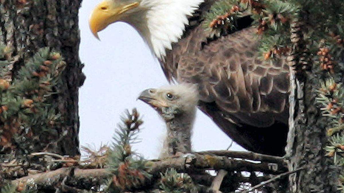 CHRIS PIETSCH/REGISTER-GUARD/FILEBald eagles fly south in the autumn and spend the winter in South Mississippi raising their families.