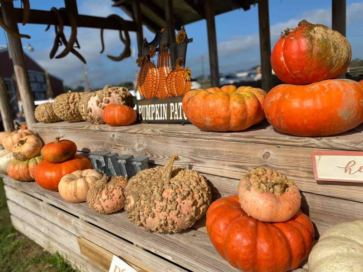 The pumpkin patch at Southern Promiseland Farms in Kiln is a draw, along with a 10-acre corn maze and hayrides.