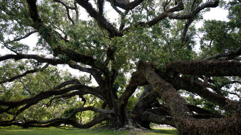 Two South MS live oaks stand as giants, but many people have never seen them